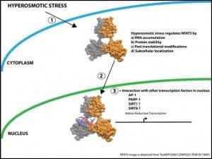 Identification of SIRT1 as a novel regulator of NFAT5 dependent Aldose Reductase expression under osmotic stress. 